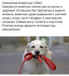По отлову и содержанию собак
